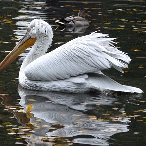 Dalmatian pelican -Tierpark Berlin (2024)