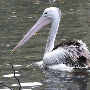 Australian pelican -Tierpark Berlin (2024)