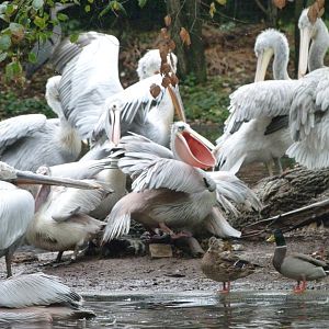 Dalmatian, Pink-backed and Spot-billed pelicans -Tierpark Berlin (2024)