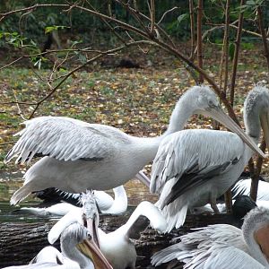 Dalmatian pelicans -Tierpark Berlin (2024)