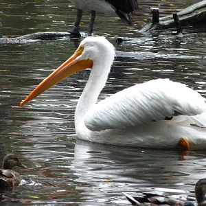 American white pelican -Tierpark Berlin (2024)