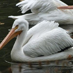 American white pelican -Tierpark Berlin (2024)