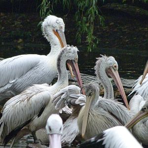 Dalmatian, Pink-backed and Spot-billed pelicans -Tierpark Berlin (2024)