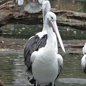 Australian pelican -Tierpark Berlin (2024)