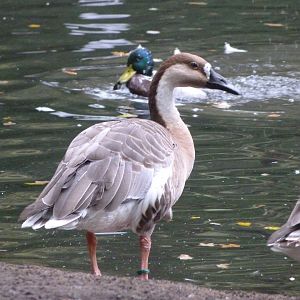 Swan goose -Tierpark Berlin (2024)