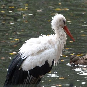 European white stork -Tierpark Berlin (2024)