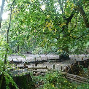 Chacoan peccary exhibit -Tierpark Berlin (2024)