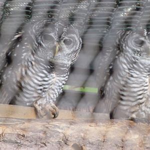 Chacoan owls -Tierpark Berlin (2024)