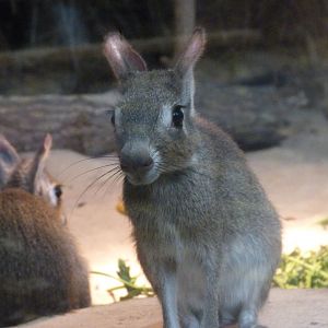 Chacoan mara -Tierpark Berlin (2024)