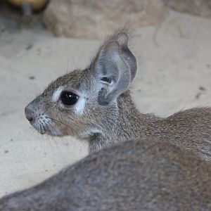 Chacoan mara -Tierpark Berlin (2024)