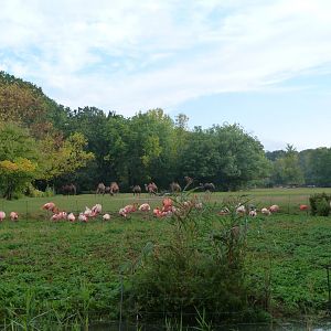 Old world Camelid and flamingo landscape -Tierpark Berlin (2024)