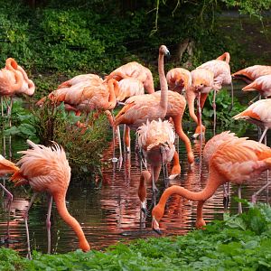 Caribbean flamingoes -Tierpark Berlin (2024)
