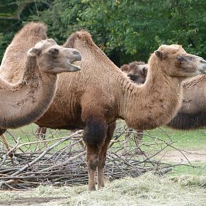 Bactrian camels -Tierpark Berlin (2024)