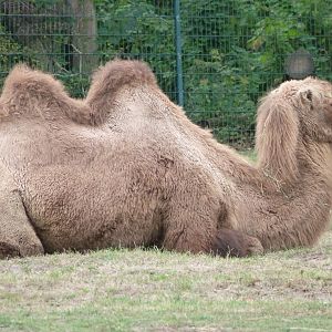 Bactrian camel -Tierpark Berlin (2024)