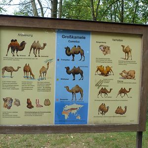 Old World Camelids sign -Tierpark Berlin (2024)