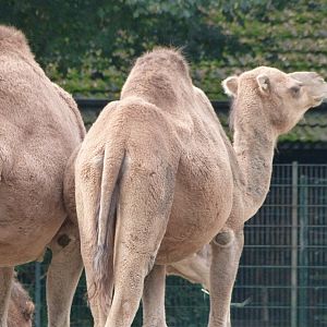 Dromedary -Tierpark Berlin (2024)