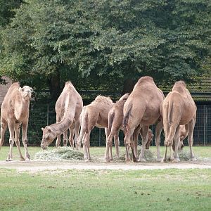Dromedaries -Tierpark Berlin (2024)