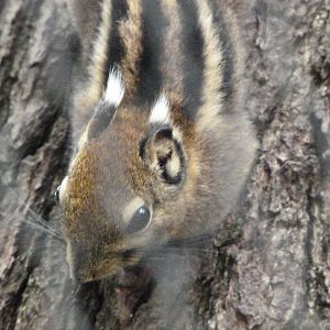 Swinhoe’s striped squirrel -Tierpark Berlin (2024)