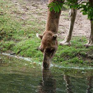 Dromedary -Tierpark Berlin (2024)