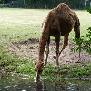 Dromedary -Tierpark Berlin (2024)