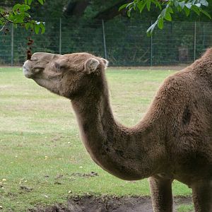 Dromedary -Tierpark Berlin (2024)