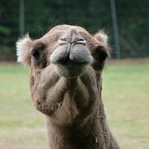 Dromedary -Tierpark Berlin (2024)