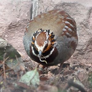 White-necklaced partridge -Tierpark Berlin (2024)