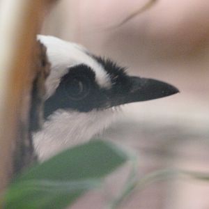 Sumatran laughingthrush -Tierpark Berlin (2024)