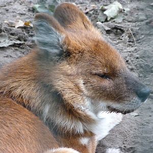 Chinese dhole -Tierpark Berlin (2024)