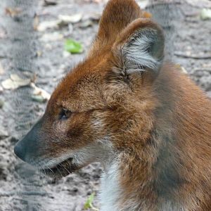Chinese dhole -Tierpark Berlin (2024)
