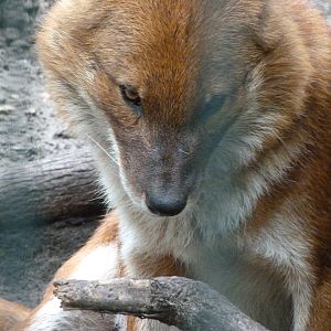 Chinese dhole -Tierpark Berlin (2024)