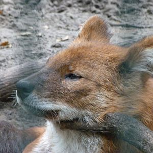 Chinese dhole -Tierpark Berlin (2024)