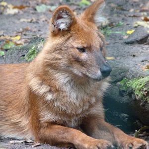 Chinese dhole -Tierpark Berlin (2024)