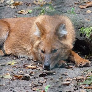 Chinese dhole -Tierpark Berlin (2024)