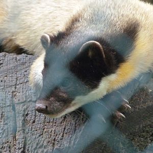 Northern yellow-throated marten -Tierpark Berlin (2024)