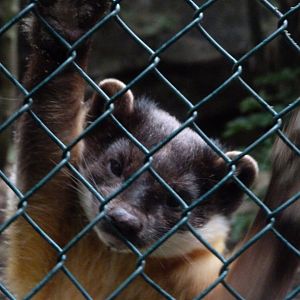 Northern yellow-throated marten -Tierpark Berlin (2024)