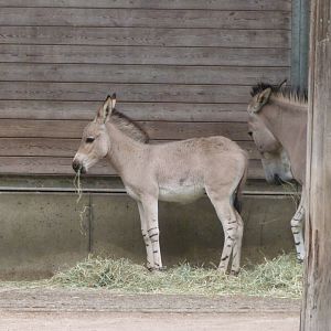 Somali wild ass -Tierpark Berlin (2024)