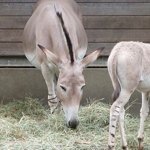 Somali wild ass -Tierpark Berlin (2024)