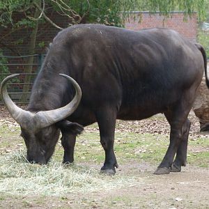 Cape buffalo -Tierpark Berlin (2024)