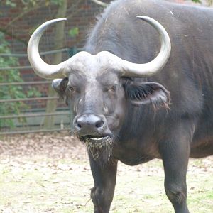 Cape buffalo -Tierpark Berlin (2024)