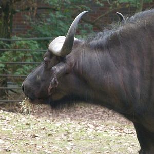 Cape buffalo -Tierpark Berlin (2024)