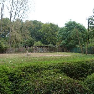 Southern gerenuk exhibit -Tierpark Berlin (2024)