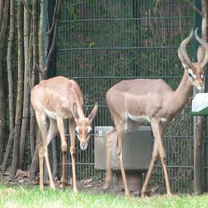 Southern gerenuk -Tierpark Berlin (2024)