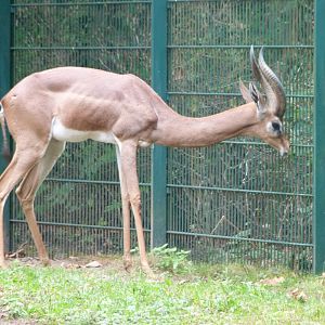 Southern gerenuk -Tierpark Berlin (2024)