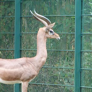 Southern gerenuk -Tierpark Berlin (2024)