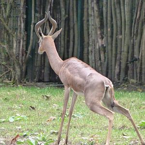 Southern gerenuk -Tierpark Berlin (2024)