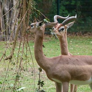 Southern gerenuk -Tierpark Berlin (2024)