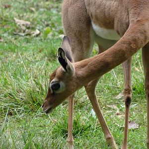 Southern gerenuk -Tierpark Berlin (2024)