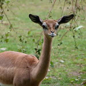 Southern gerenuk -Tierpark Berlin (2024)