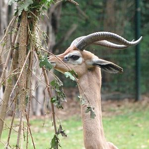 Southern gerenuk -Tierpark Berlin (2024)